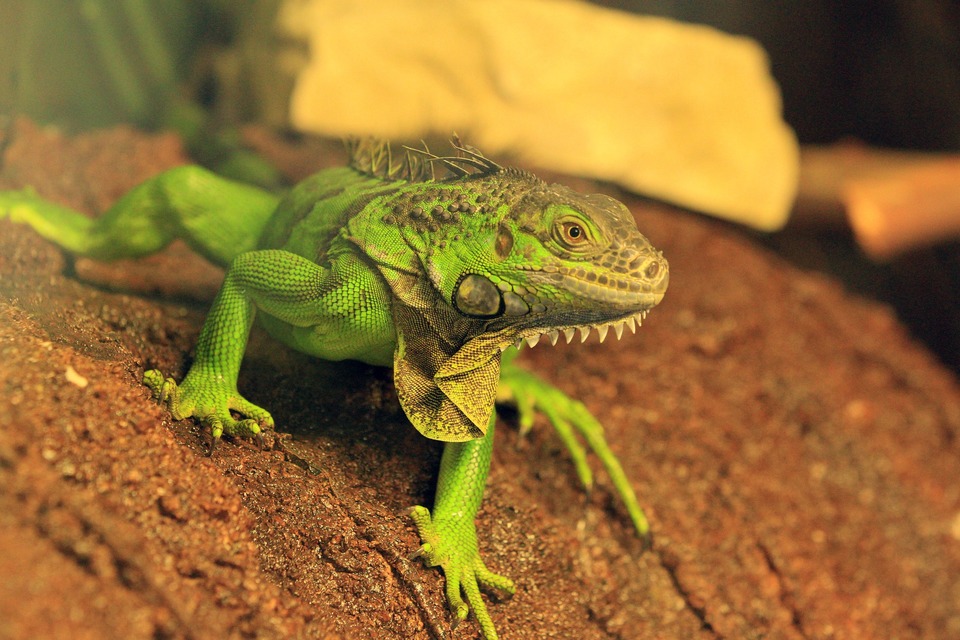 Žaliajai iguanai reikalingas didelis terariumas su dideliu drėgnumu viduje.